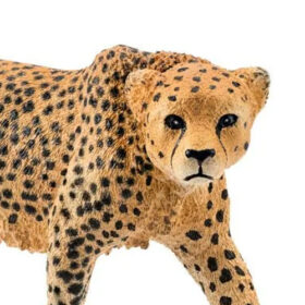 Cheetah, Female