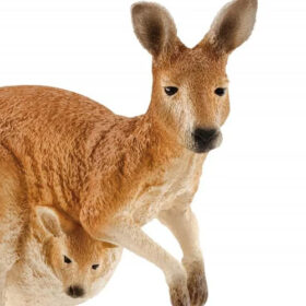 Kangaroo