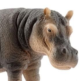 Hippopotamus