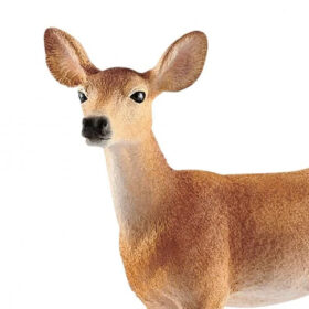 White-Tailed Doe