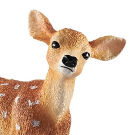 White-Tailed Fawn