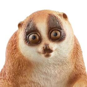 Slow Loris
