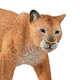 Cougar