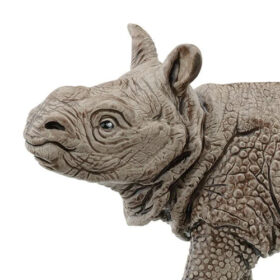 Indian Rhinoceros Baby