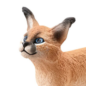 Caracal Baby