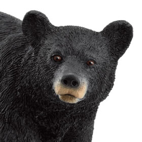 American Black Bear