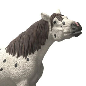 Knabstrupper Gelding