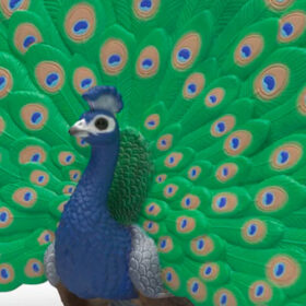 Peacock