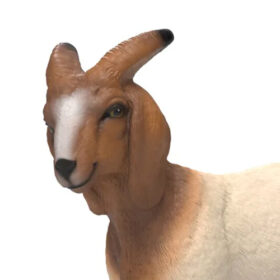 Boer Goat