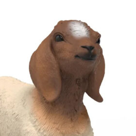 Boer Goat Kid