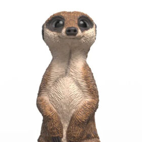Meerkat