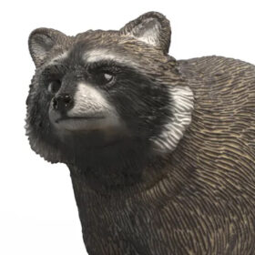 Raccoon