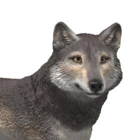 American Wolf