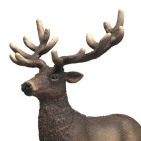 Elk