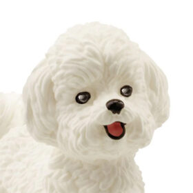 Bichon Frise