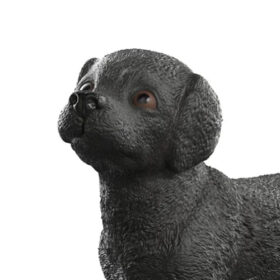 Black Labrador Puppy