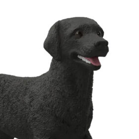 Black Labrador Female