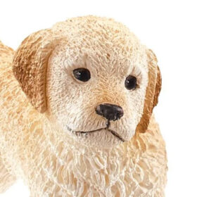 Golden Retriever Puppy