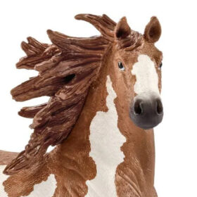 Pinto Stallion