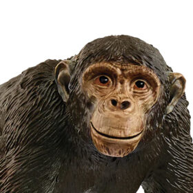 Chimpanzee