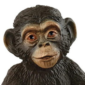 Chimpanzee Cub