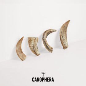 Canophera Sheep Horn Chews