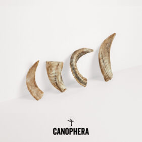 Canophera Sheep Horn Chews